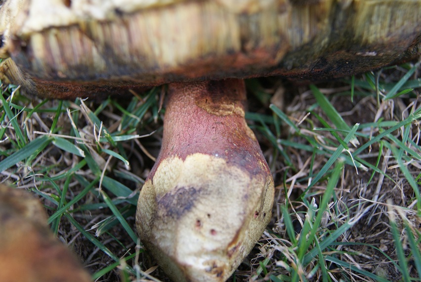 boletus purpureus?